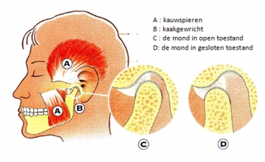 Het Kaakgewricht