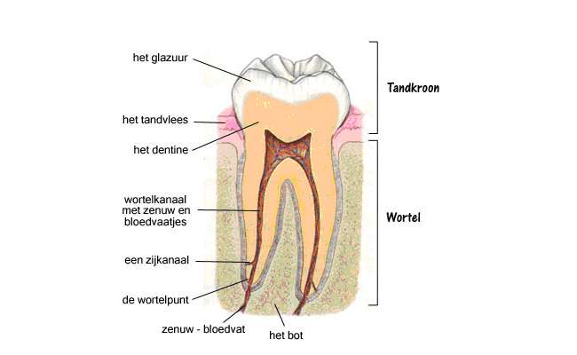 Doorsnede van een gezonde kies: glazuur, dentine, tandvlees, wortelkanaal met zenuw en bloedvaatjes, wortelpunt en bot